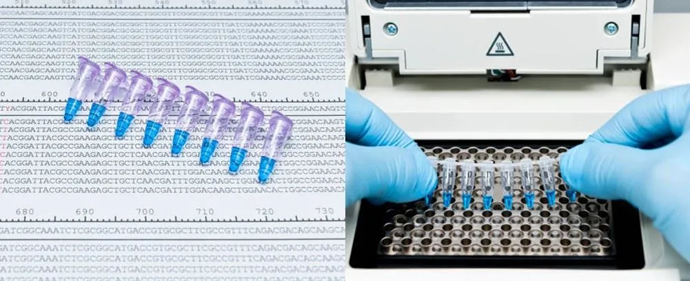 application of lab pcr tube 12 stripe